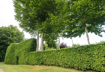Buchenhecken