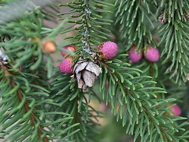 Nadelbaum