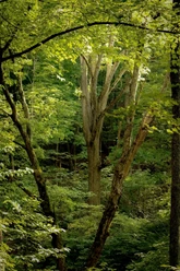 Waldbaden