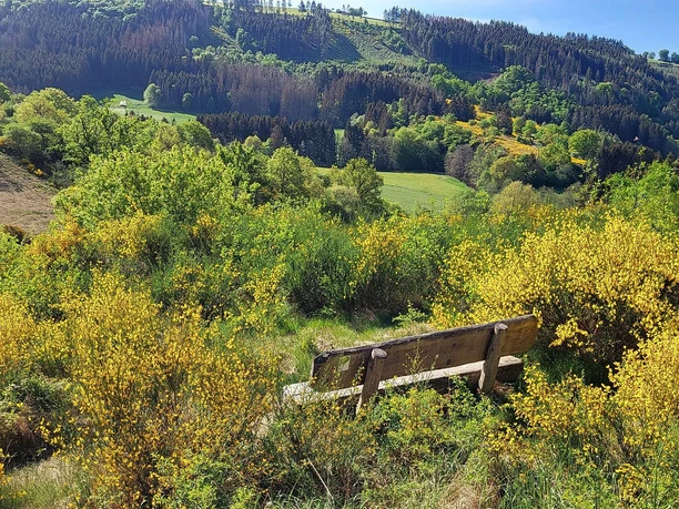 Ginsterblüte im Irsental