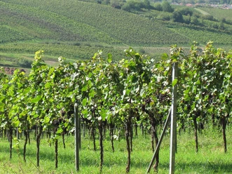 Weinberge