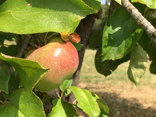 Äpfel zur Herbstzeit
