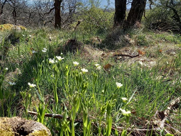 Frühling mit Blick zum Donnersberg