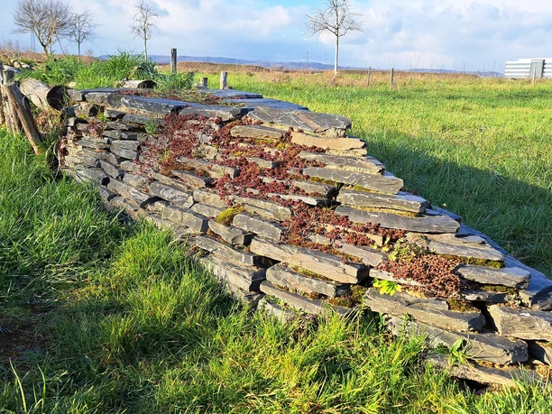 Trockenmauer im Insektenparadies