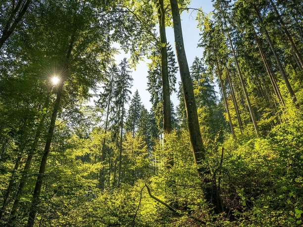 Eiderbachtal Wald
