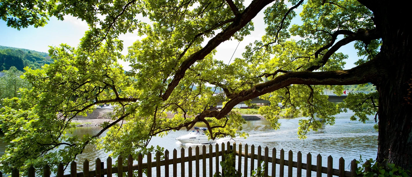 Tausendjährige Eiche