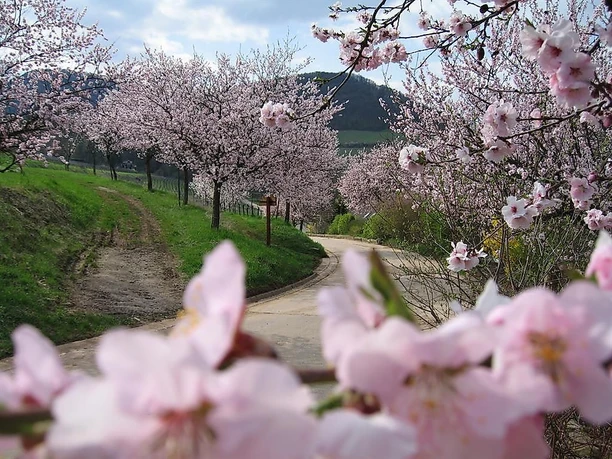 Birkweiler Mandelbäume