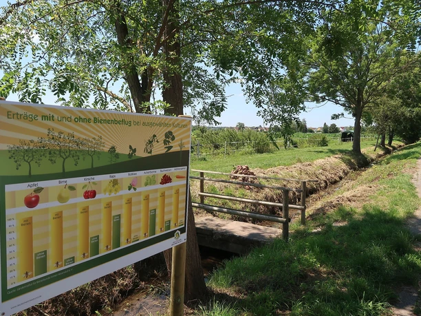 Infotafel Bienenlehrpfad