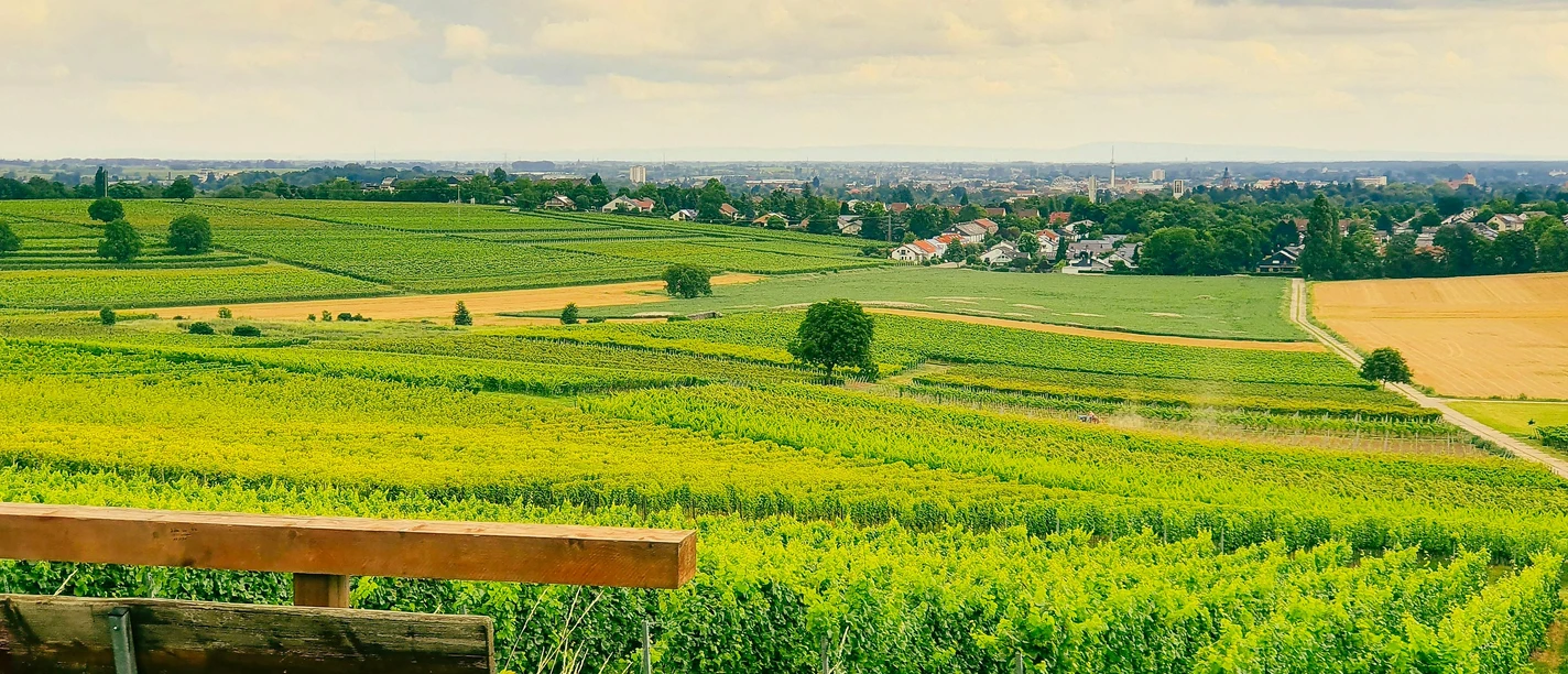 Blick nach Osten Richtung Landau