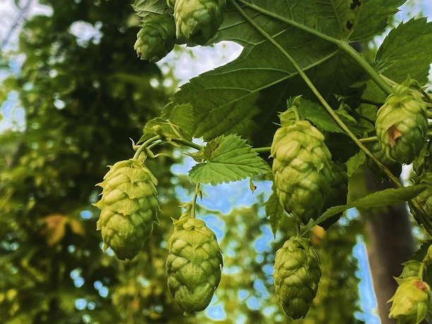 Hopfen