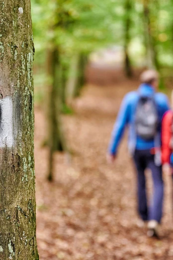 Hinkelsteinweg nähe Igelborner Hütte