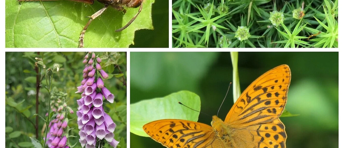 CollageArtenvielfalt