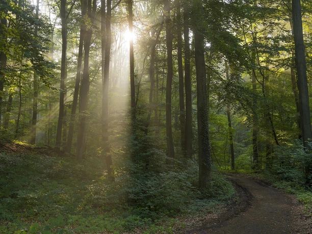 Wald