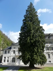 Lebensbaum am Kurf. Schlößchen Bad Bertrich 2