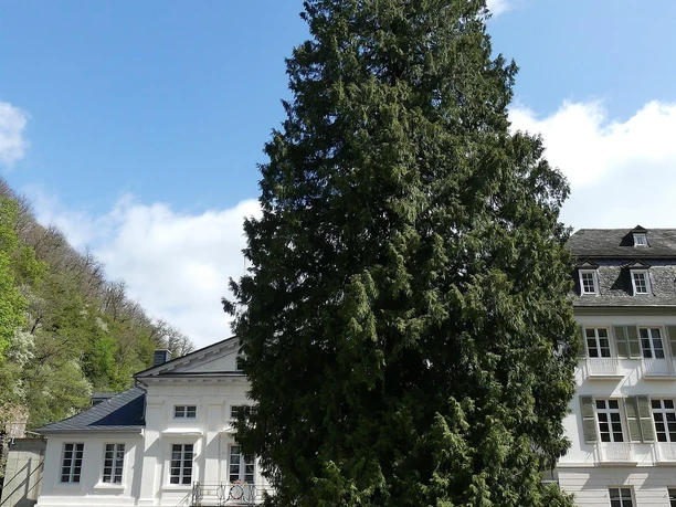 Lebensbaum am Kurf. Schlößchen Bad Bertrich 2