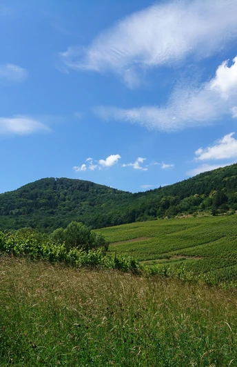 Am Anfang der Tour blickt man über die Weinlage "Kastanienbusch" zum Hohenberg,