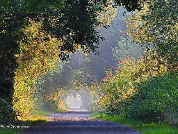 Rheinauen bei Ingelheim 1