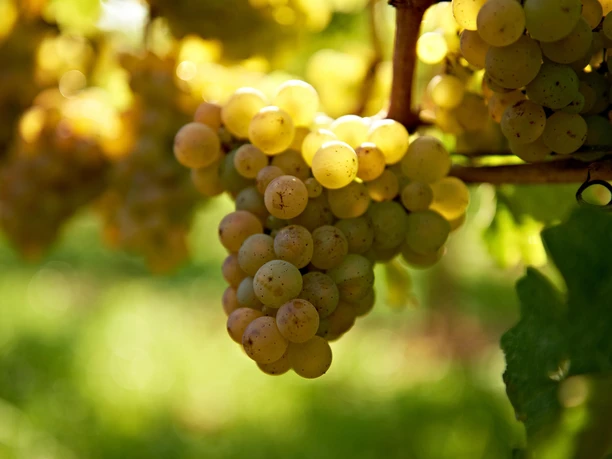 Riesling