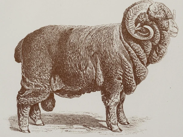 Negretti-Schafbock