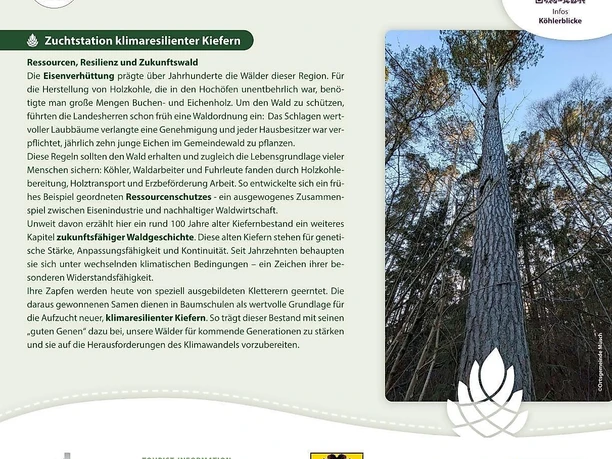 Infotafel Kiefern-Zuchtstation