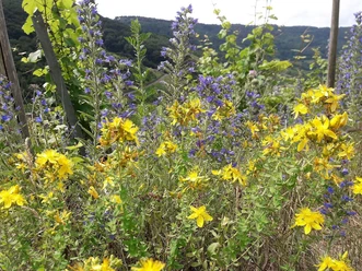 Bunte Wildwiese