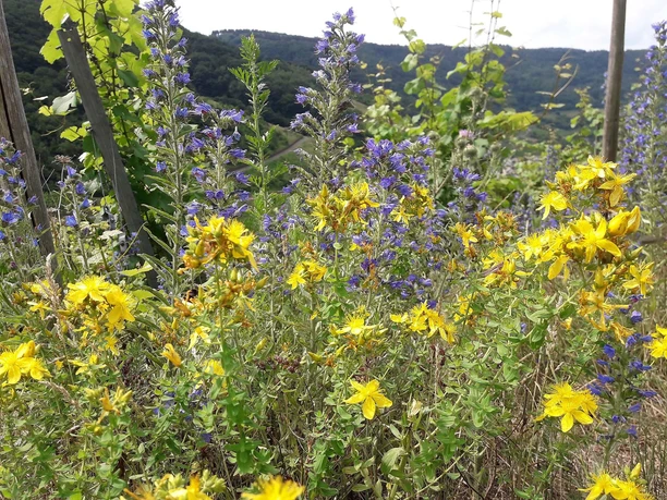 Bunte Wildwiese