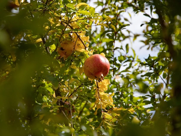 Granatapfel