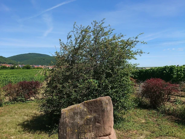 Hagedorn aus 1825 Hagedorn aus 1825