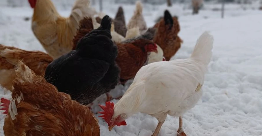 Außenbereich Hühner