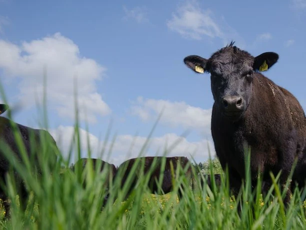 Bioland Gutshof###br###Black Angus Weiderinder
