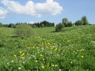 Blooming mountain meadow in Hohegeiß