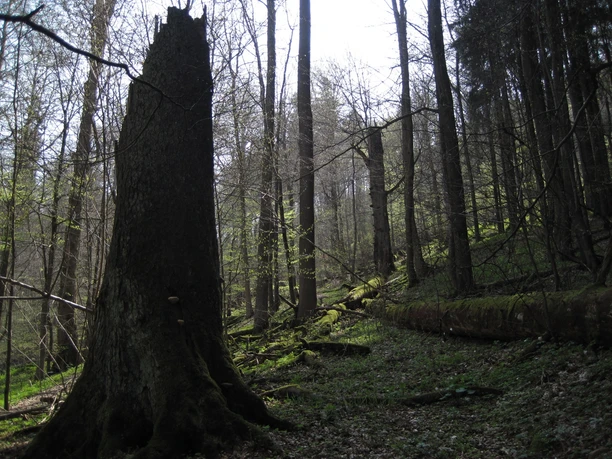Naturdenkmal "Dicke Tannen"