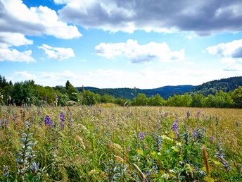 Blick über die Bergwiese