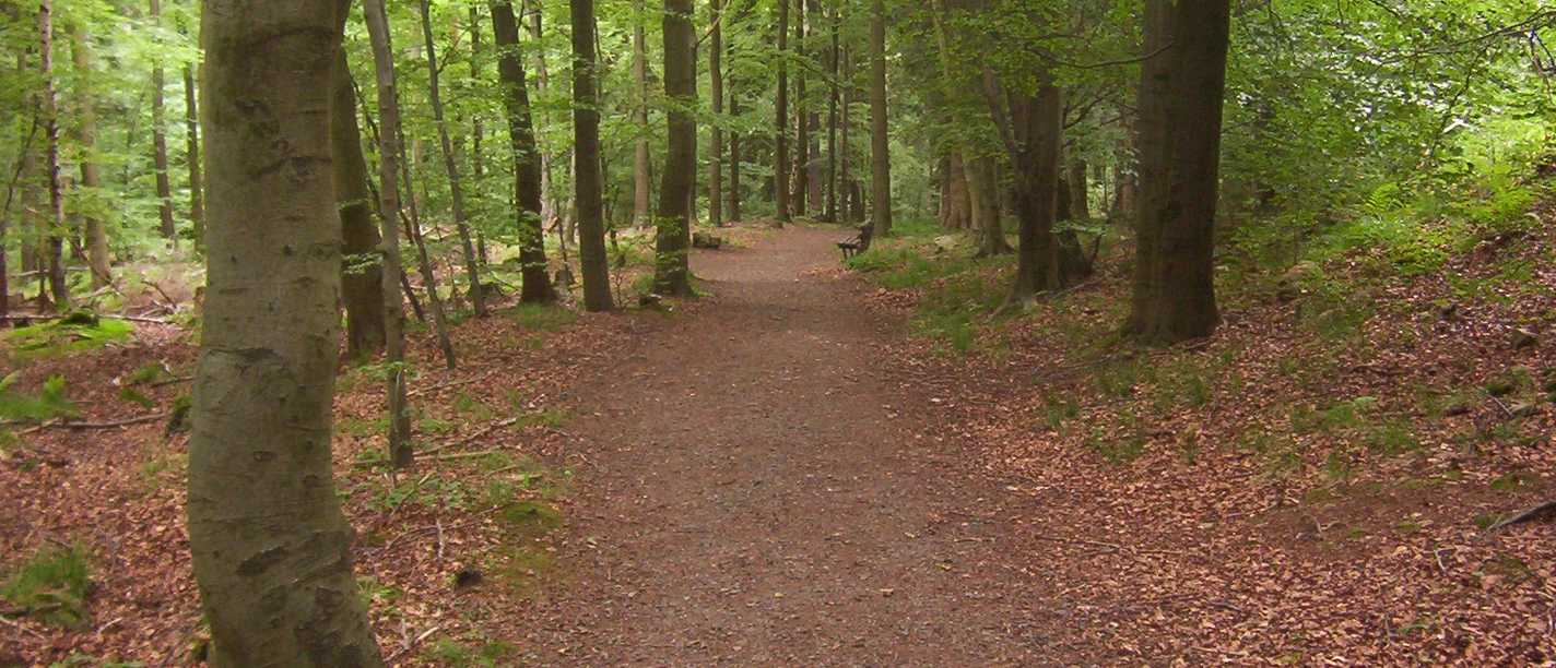 Auf Waldwegen verläuft unsere Tour.