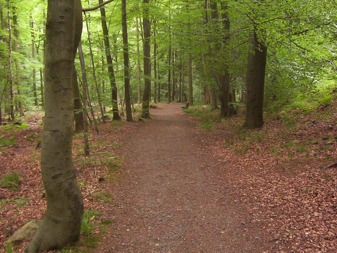 Auf Waldwegen verläuft unsere Tour.