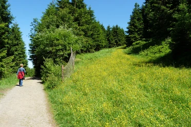 Heilklima-Wandern