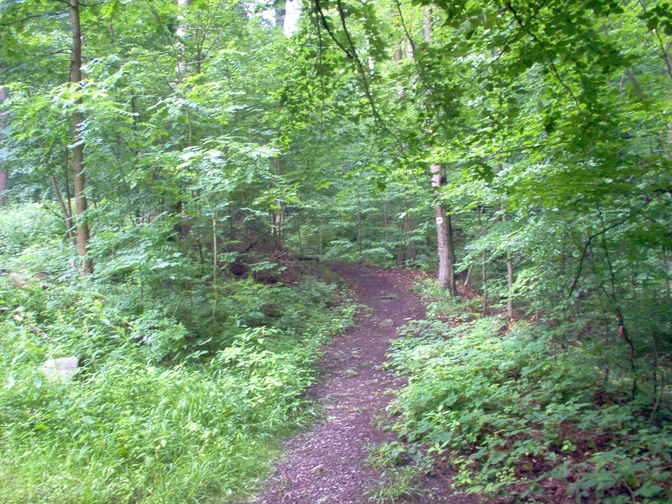 Auf schönen Waldwegen wandern wir.