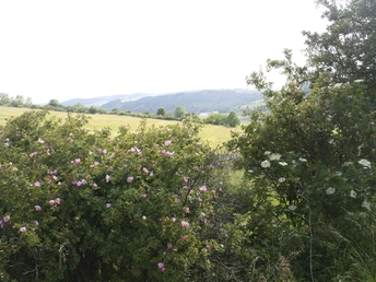 Rundwanderweg "Wildrosenpfad" Sangerhausen