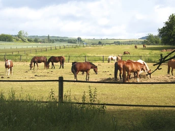 Rundwanderweg "Wildrosenpfad" Sangerhausen
