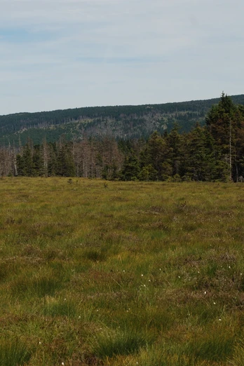 Torfhausmoor mit Brockenblick