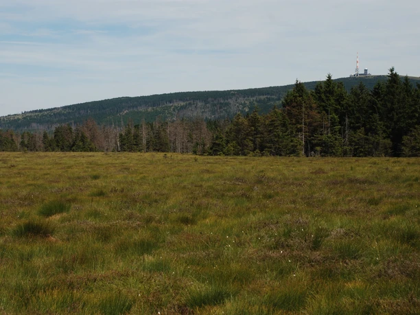 Torfhausmoor mit Brockenblick