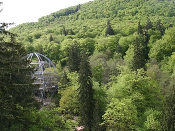 Blick von der Burgberg-Seilbahn auf den Baumwipfelpfad HARZ