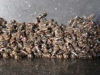 Großer Fichtenborkenkäfer