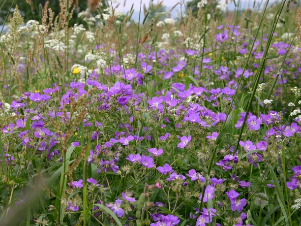 Alpine meadow blossom