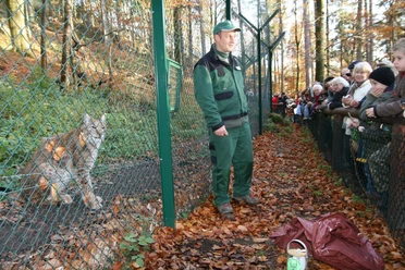 Luchsschaugehege bei Bad Harzburg