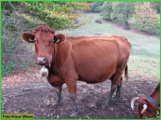 Kleiner Weiderundweg