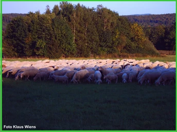 Rundwanderweg 11 - Viehwiesen Wolfshagen