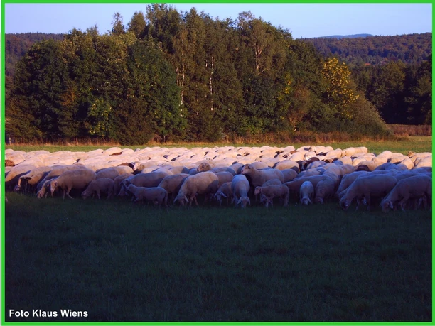 Rundwanderweg 11 - Viehwiesen Wolfshagen