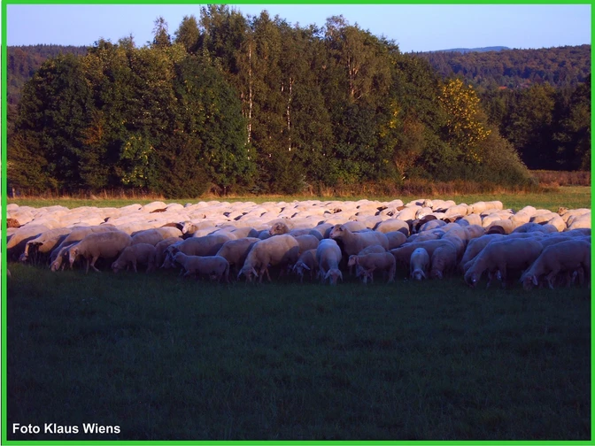 Rundwanderweg 11 - Viehwiesen Wolfshagen