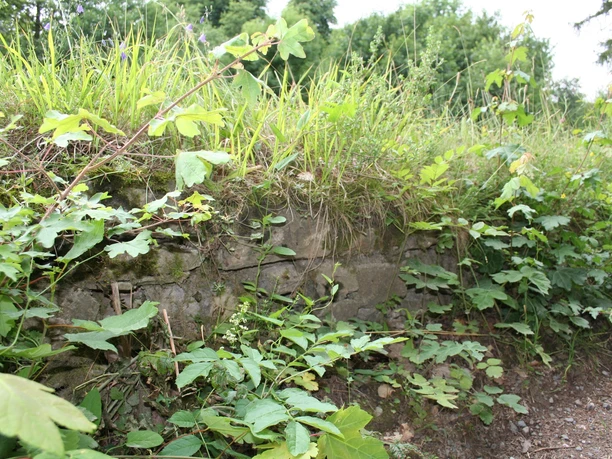 Mauerrreste Kloster Himmelpforte